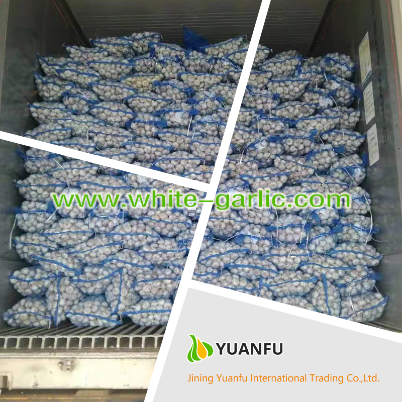 garlic exporters